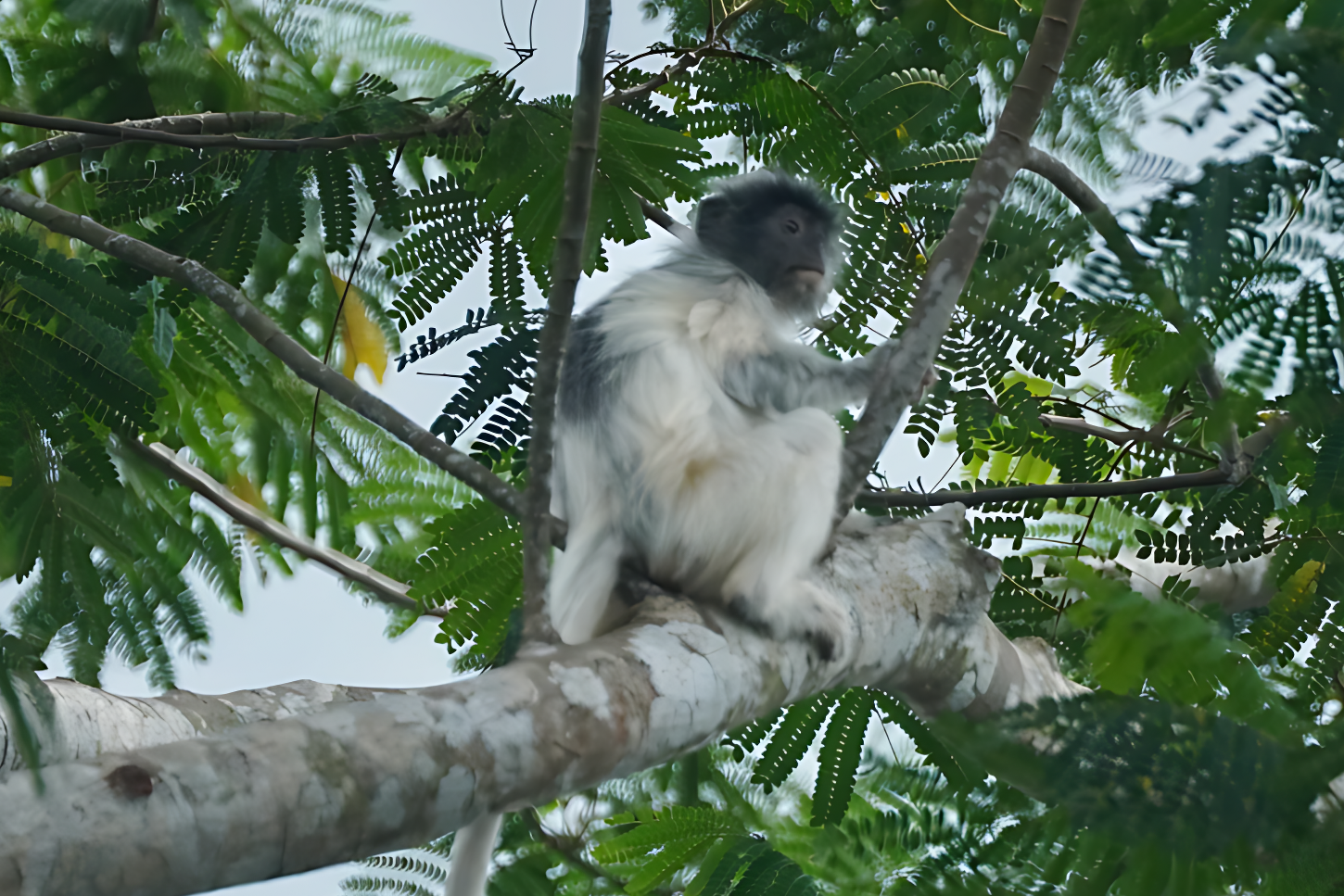 Lutung Putih