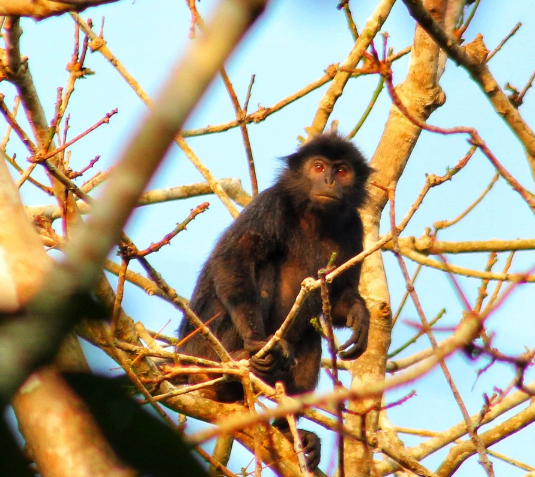 Lutung